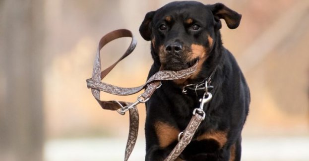 Policjanci interweniowali w związku z pogryzieniem mężczyzny przez psa. Ze wstępnych ustaleń wynika, że zwierzę wybiegło z mieszkania i ugryzło idącego klatką schodową pokrzywdzonego. Dodatkowo okazało się, że pies nie miał aktualnego szczepienia. 36-latek za niedopilnowanie zwierzęcia został ukarany mandatem.